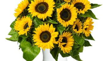Blumen Deals, dealaholic.de