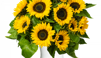 Blumen Deals, dealaholic.de